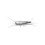 Rybiki cukrowe